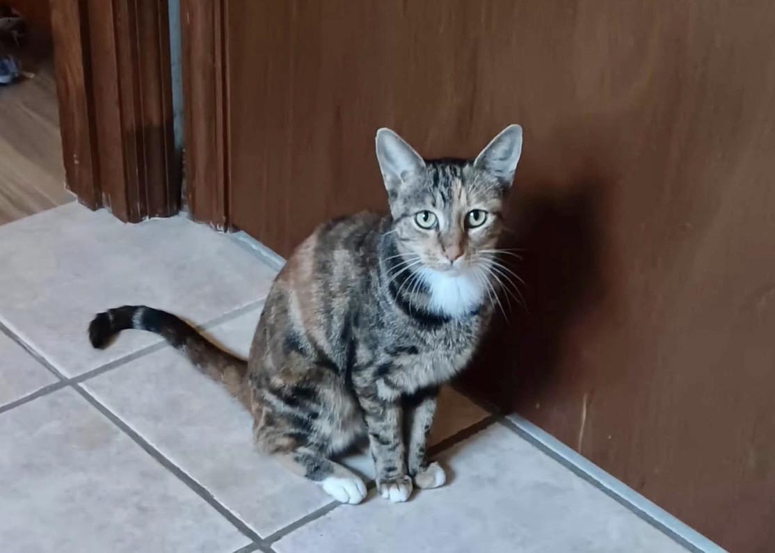 Enlarge Emma (loves pets) watch VIDEO, a Adopted Domestic Short Hair in Orange City, FL image 2/4