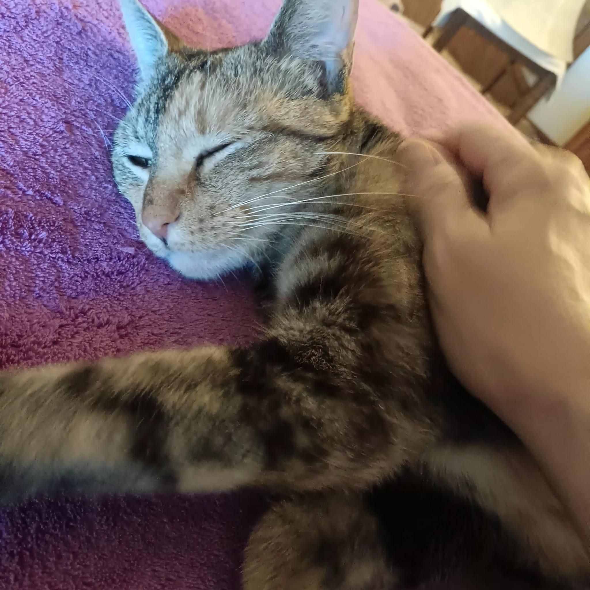 Emma (loves pets) watch VIDEO, Adopted, Young Female Domestic Short Hair.