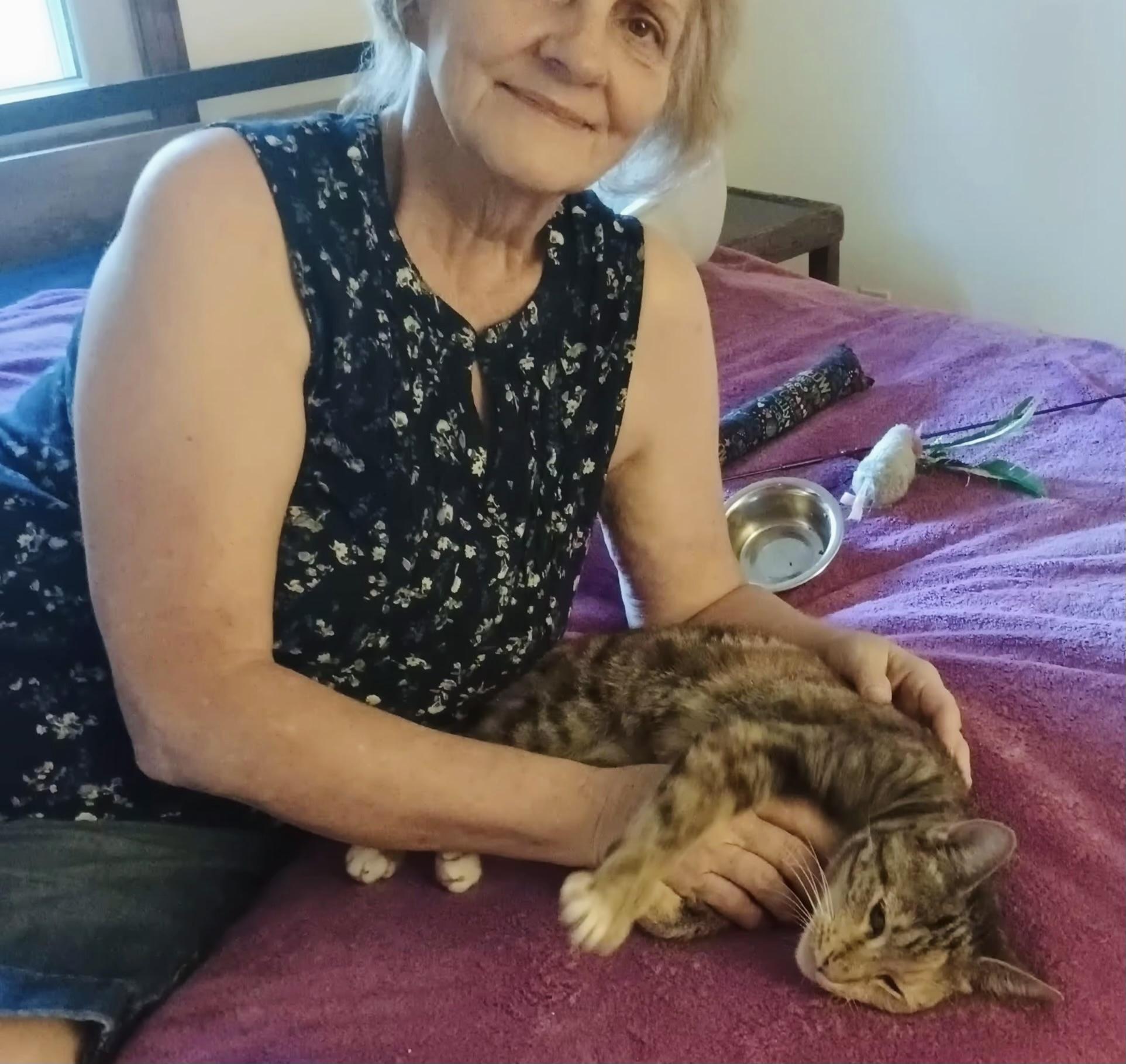 Enlarge Emma (loves pets) watch VIDEO, a Adopted Domestic Short Hair in Orange City, FL image 3/4