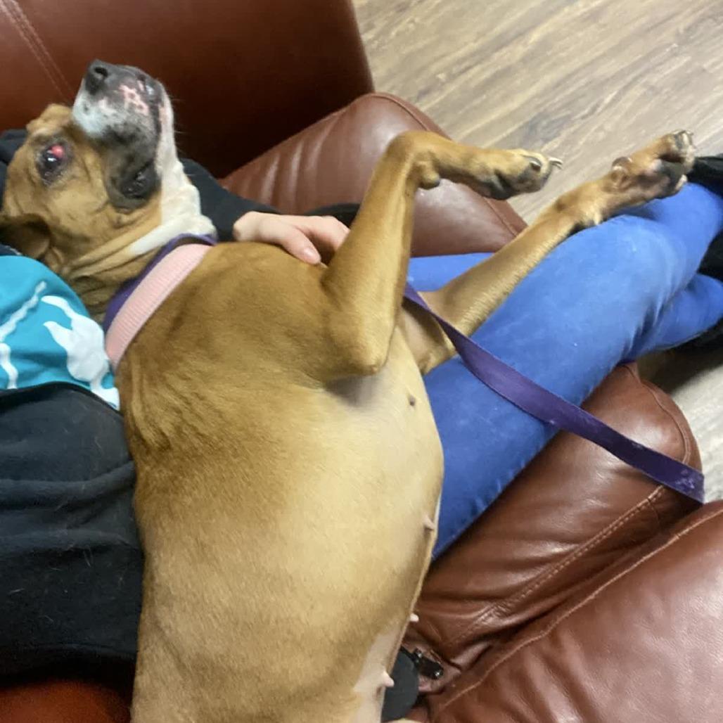 Enlarge Coco Spice, a Adoptable mixed breed in St. Louis, MO image 1/5