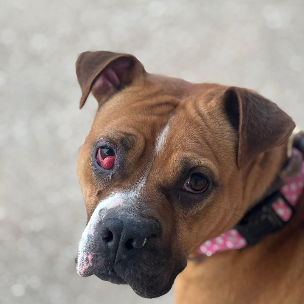 Enlarge Coco Spice, a Adoptable mixed breed in St. Louis, MO image 2/6