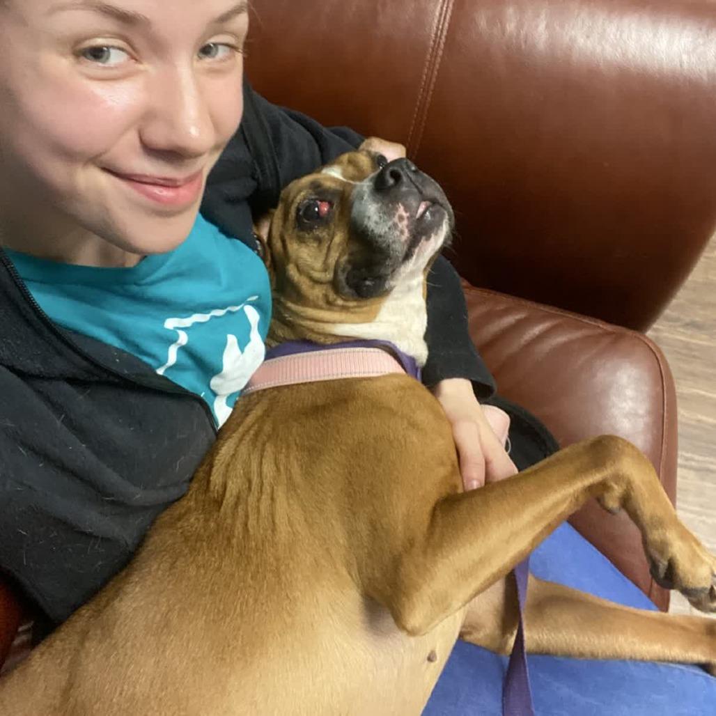 Enlarge Coco Spice, a Adoptable mixed breed in St. Louis, MO image 2/5