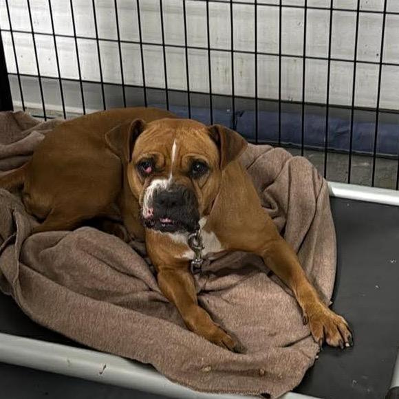 Enlarge Coco Spice, a Adoptable mixed breed in St. Louis, MO image 3/5