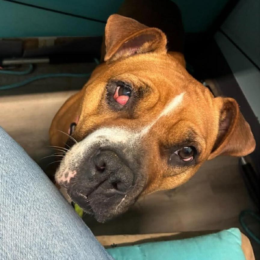 Enlarge Coco Spice, a Adoptable mixed breed in St. Louis, MO image 5/5