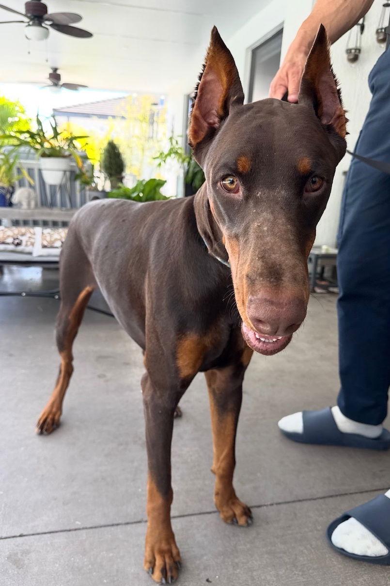 Horus 3532, Adopted, Young Male Doberman Pinscher.