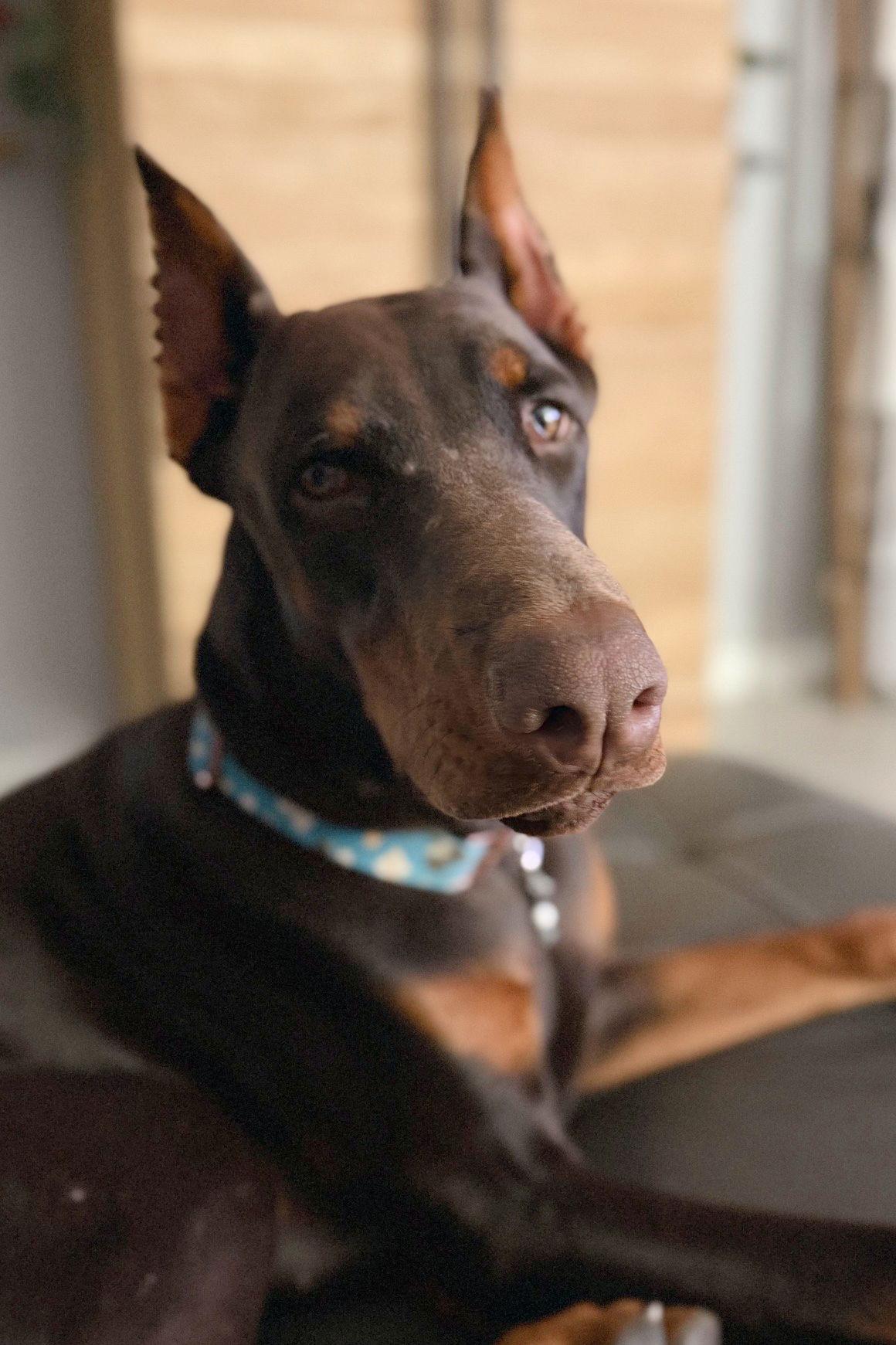 Enlarge Horus 3532, a Adopted Doberman Pinscher in Oakland Park, FL image 2/3