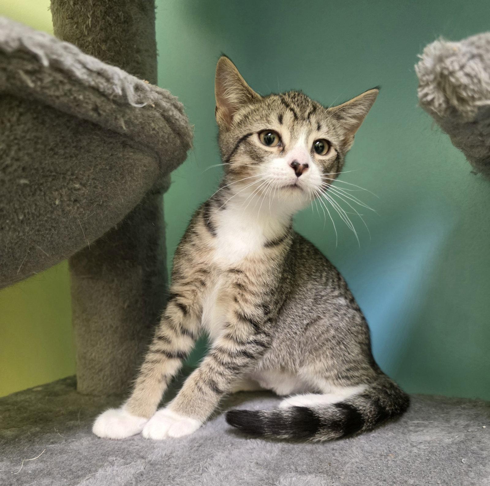 Enlarge Frankie, a Adopted Domestic Short Hair in Rochester, NY image 1/1