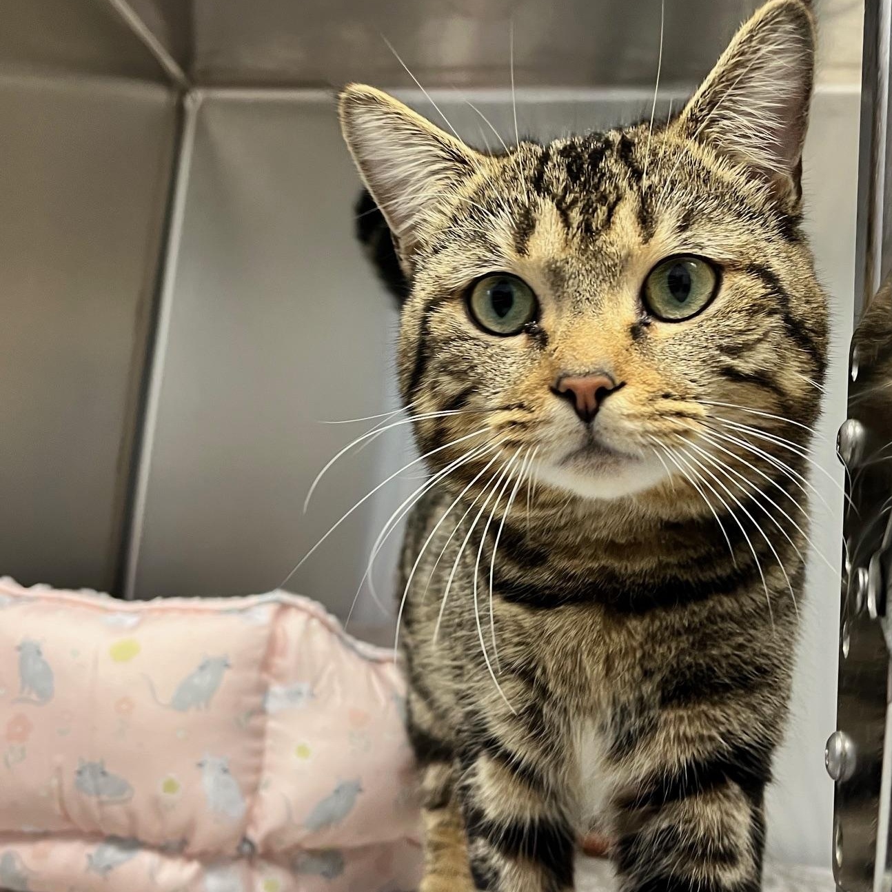 Prancer, ADOPTABLE, Young Male American Shorthair.