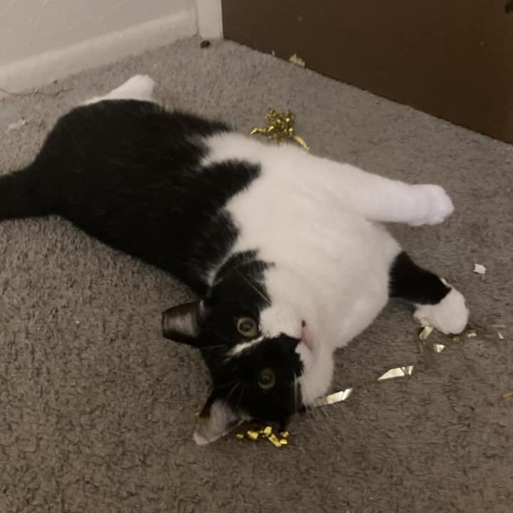 Jack (Clint), Adoptable, Senior Male Domestic Short Hair.