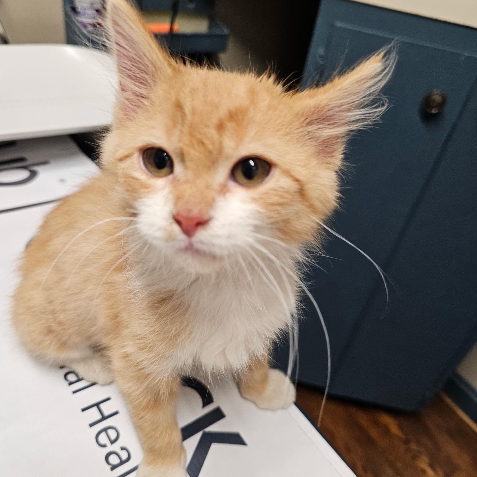 Enlarge Sunny, an adopted Domestic Medium Hair in Mauldin, SC image 2/4