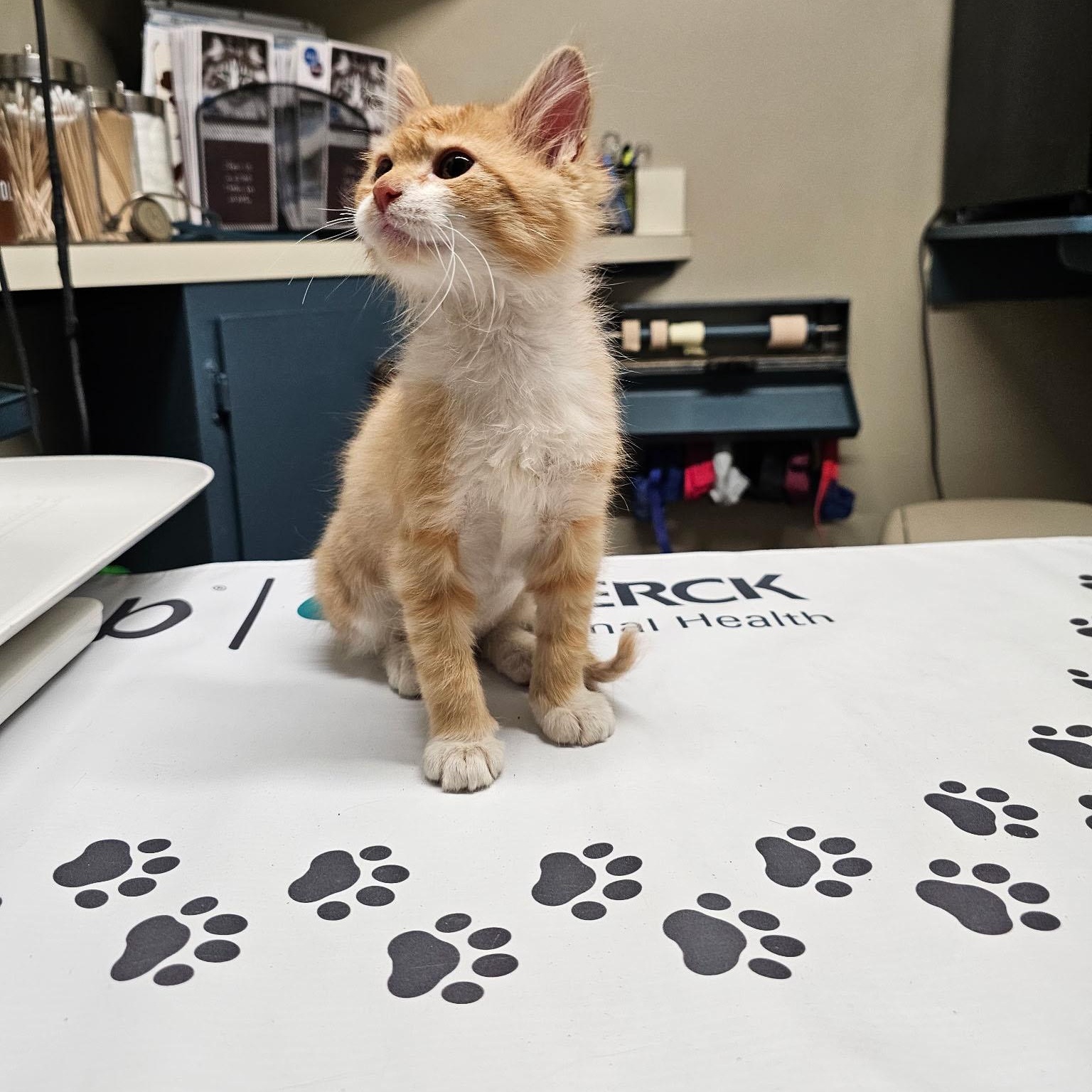 Enlarge Sunny, an adopted Domestic Medium Hair in Mauldin, SC image 3/4
