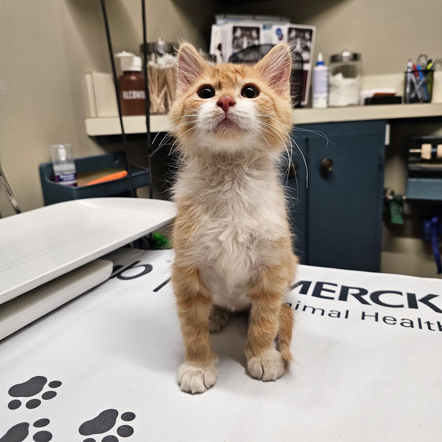 Enlarge Sunny, an adopted Domestic Medium Hair in Mauldin, SC image 4/4