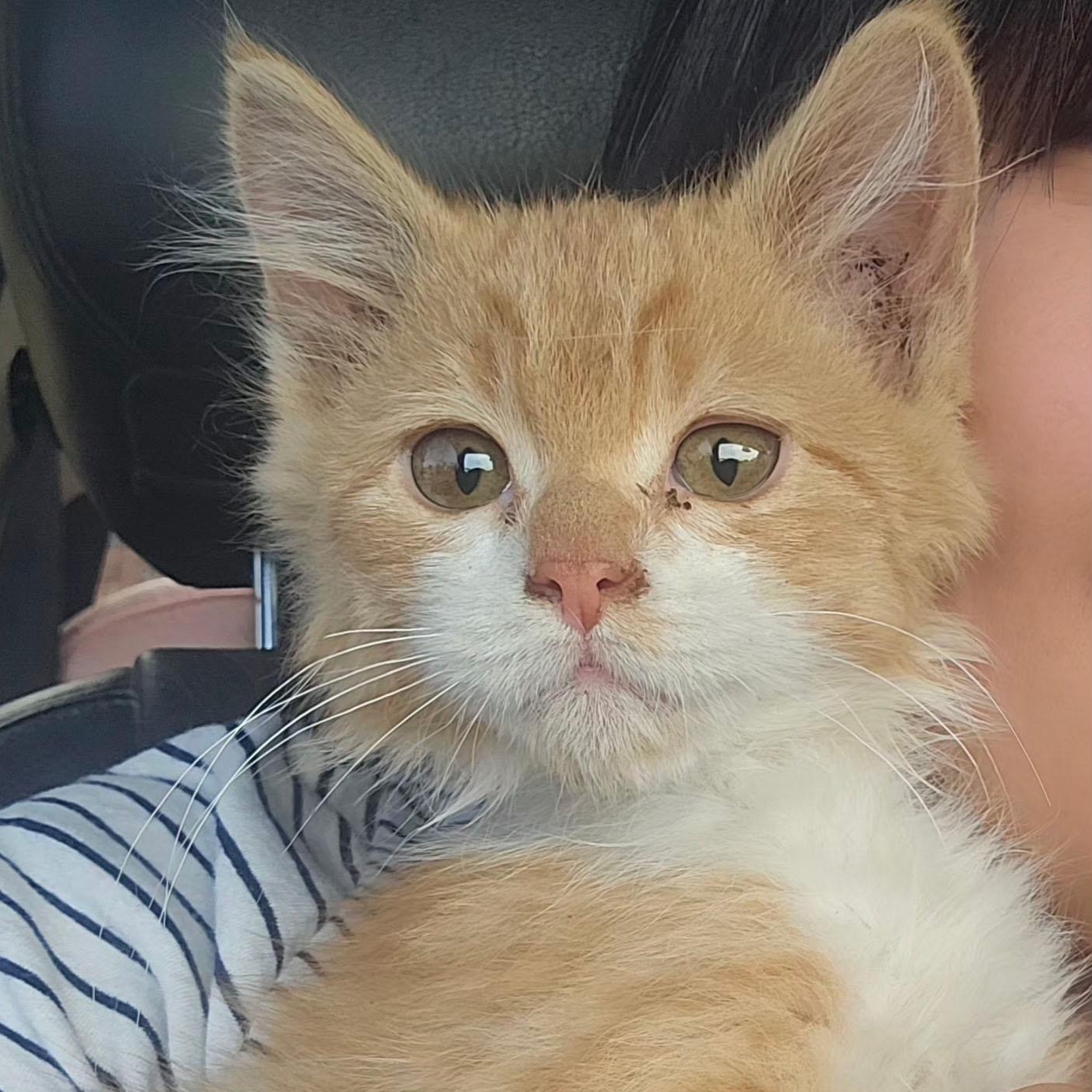 Enlarge Sunny, an adopted Domestic Medium Hair in Mauldin, SC image 1/4