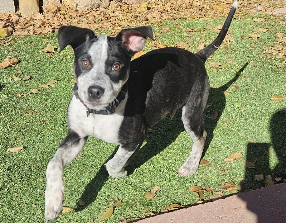 Enlarge Ollie, a Adoptable Australian Cattle Dog / Blue Heeler in Albuquerque, NM image 1/2