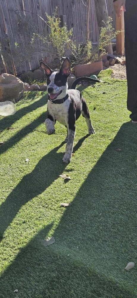 Enlarge Ollie, a Adoptable Australian Cattle Dog / Blue Heeler in Albuquerque, NM image 2/2