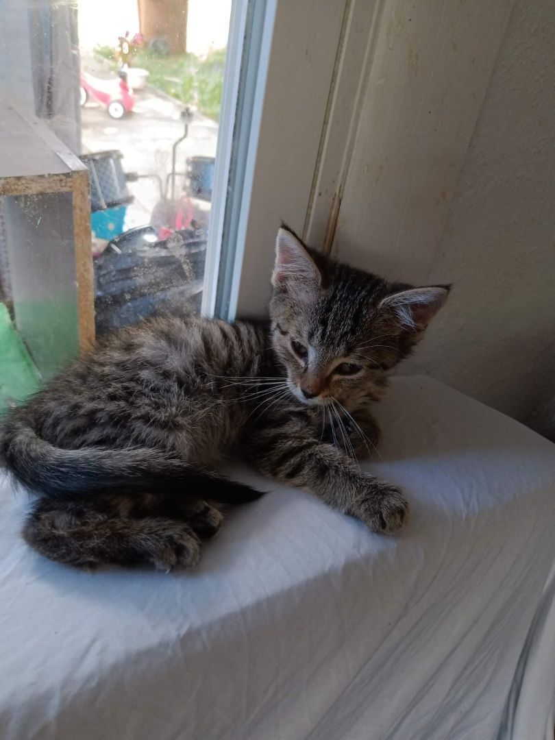 Kitten 2 - RICHMOND, IN, Adoptable, Young Male Domestic Short Hair.