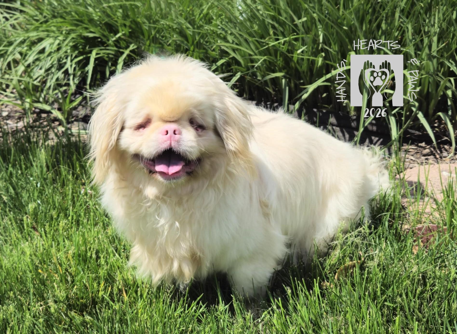 Enlarge Peaky, a ADOPTABLE Pekingese in Omaha, NE image 4/5
