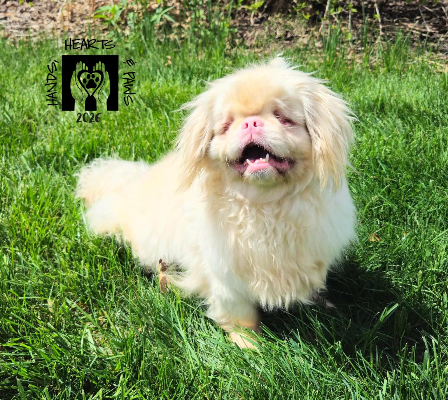 Enlarge Peaky, a ADOPTABLE Pekingese in Omaha, NE image 3/5