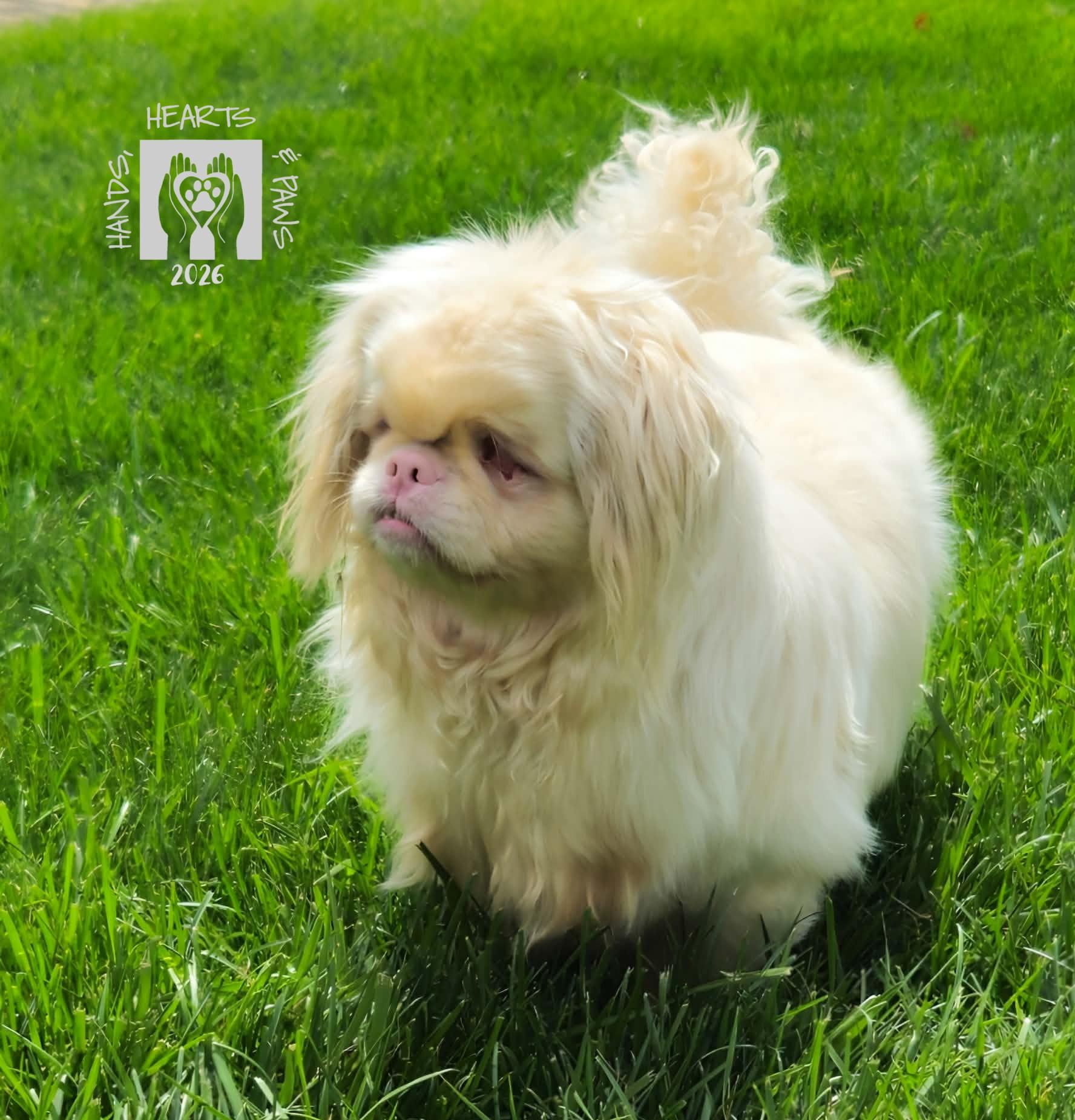 Enlarge Peaky, a ADOPTABLE Pekingese in Omaha, NE image 5/5