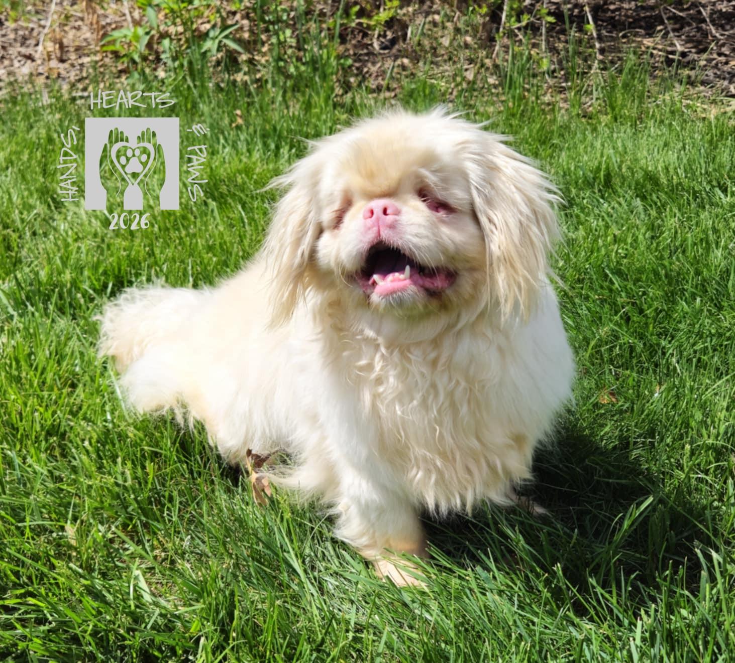 Peaky, ADOPTABLE, Adult Female Pekingese.