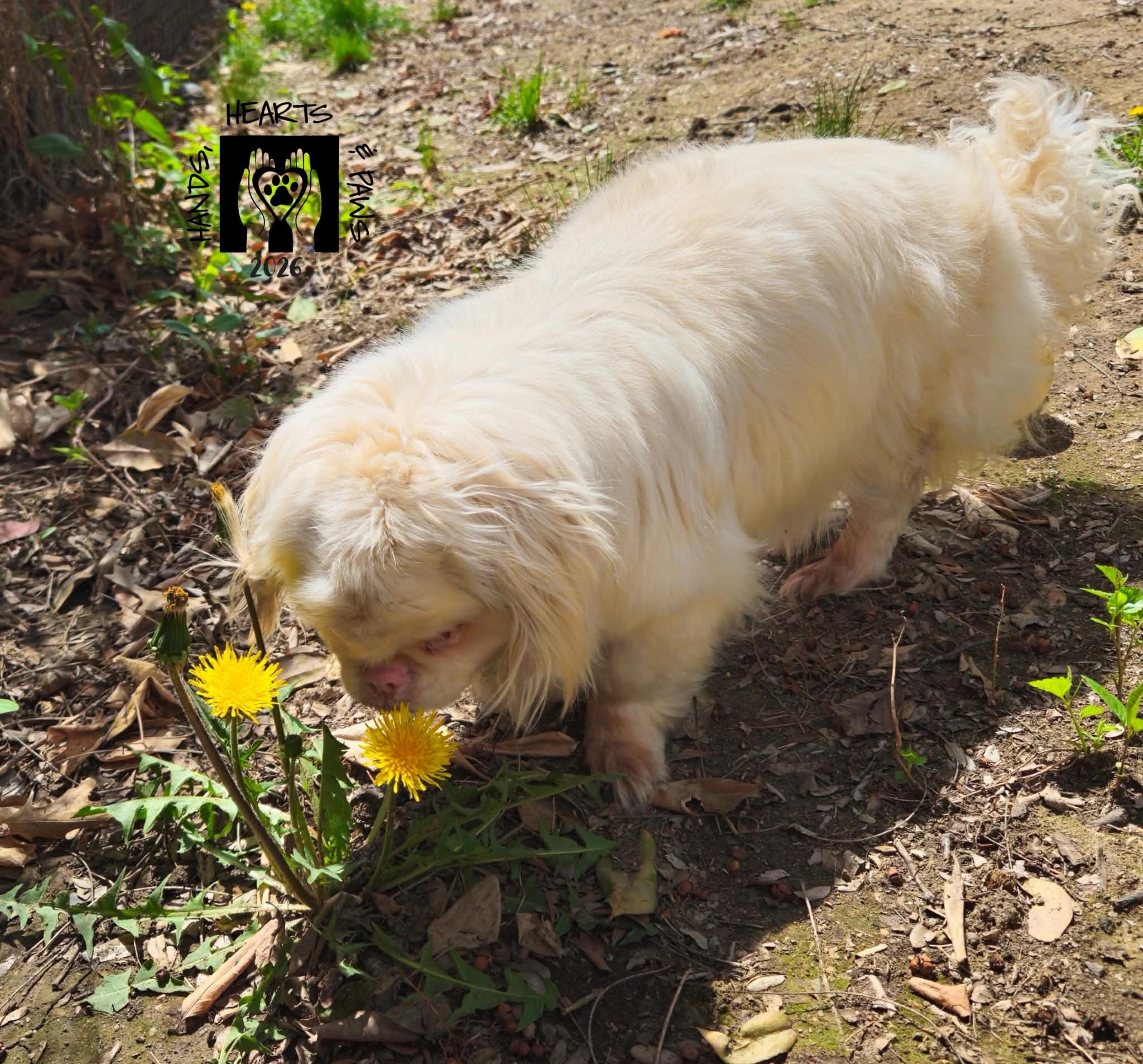 Enlarge Peaky, a ADOPTABLE Pekingese in Omaha, NE image 2/5