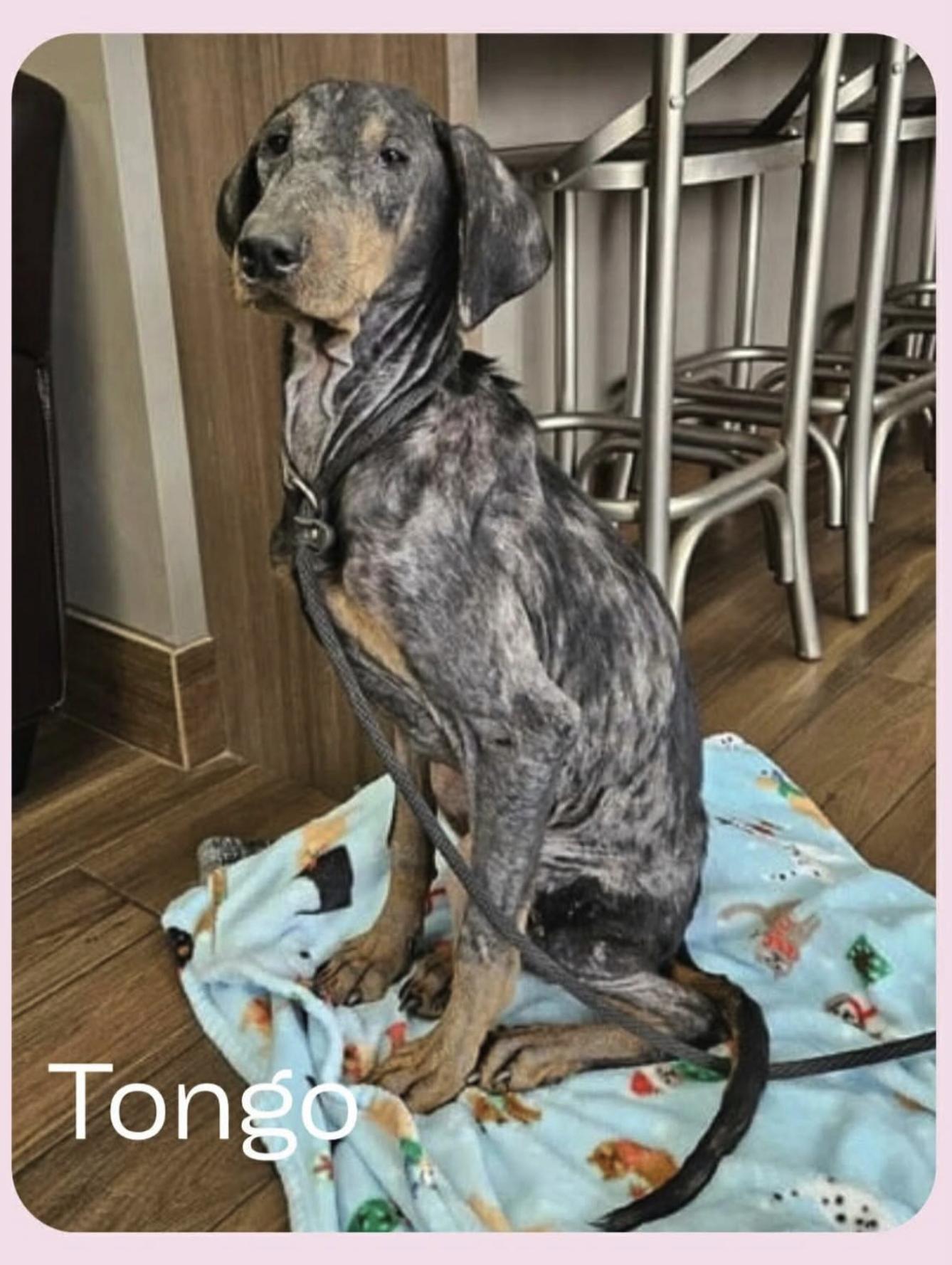 Tongo, Adopted, Young Male Doberman Pinscher.