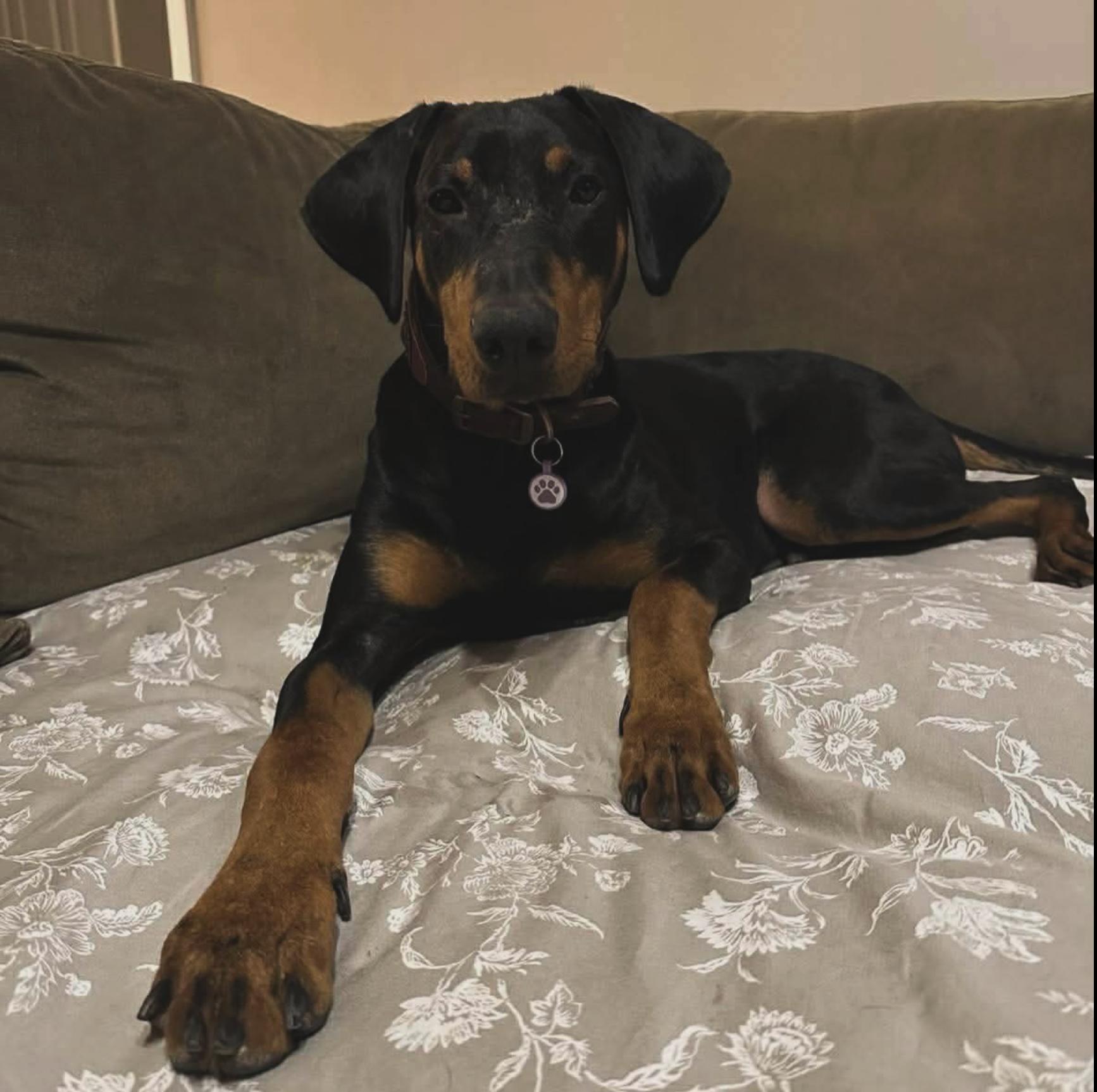 Enlarge Tongo, a Adopted Doberman Pinscher in Matthews, NC image 2/2