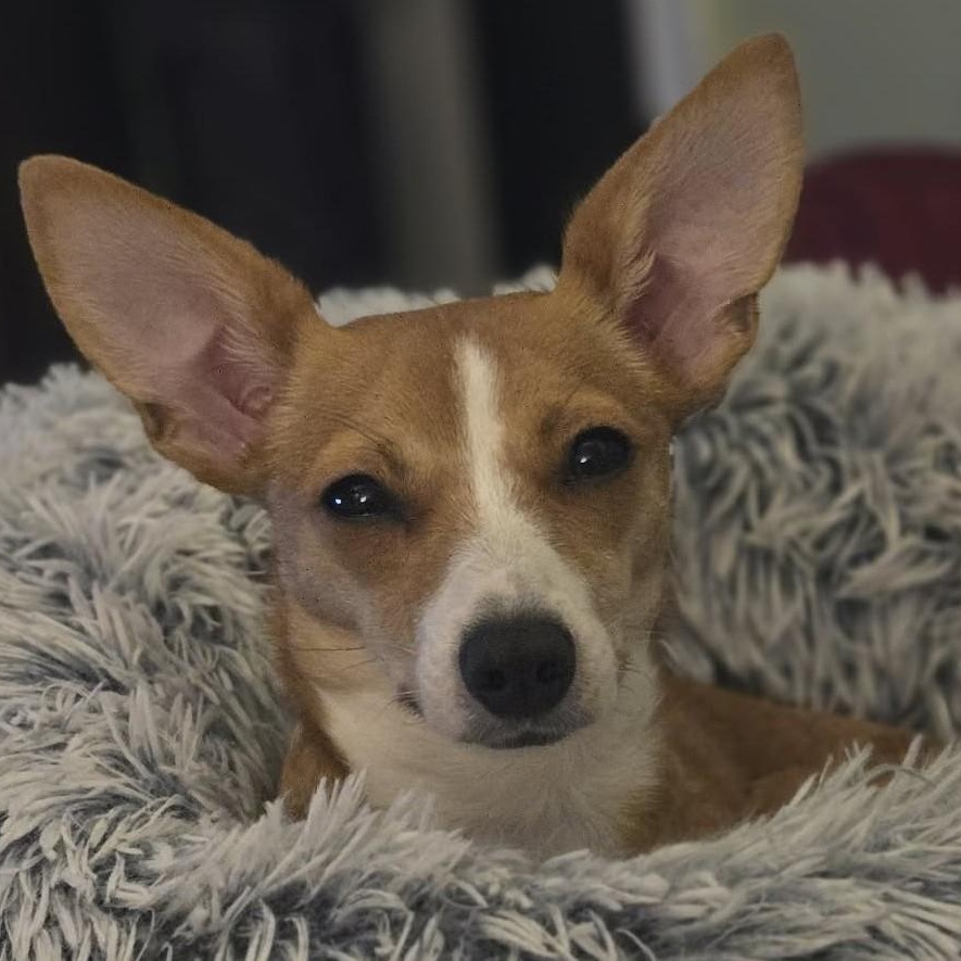 Luna, a ADOPTABLE mixed breed in Cherry Hill, NJ image 3/6