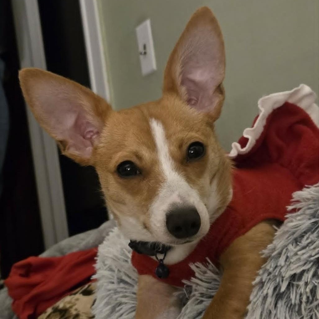 Luna, a ADOPTABLE mixed breed in Cherry Hill, NJ image 5/6