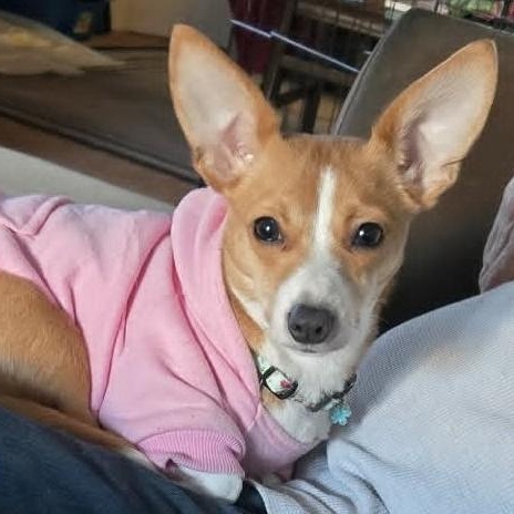 Luna, a ADOPTABLE mixed breed in Cherry Hill, NJ image 2/6