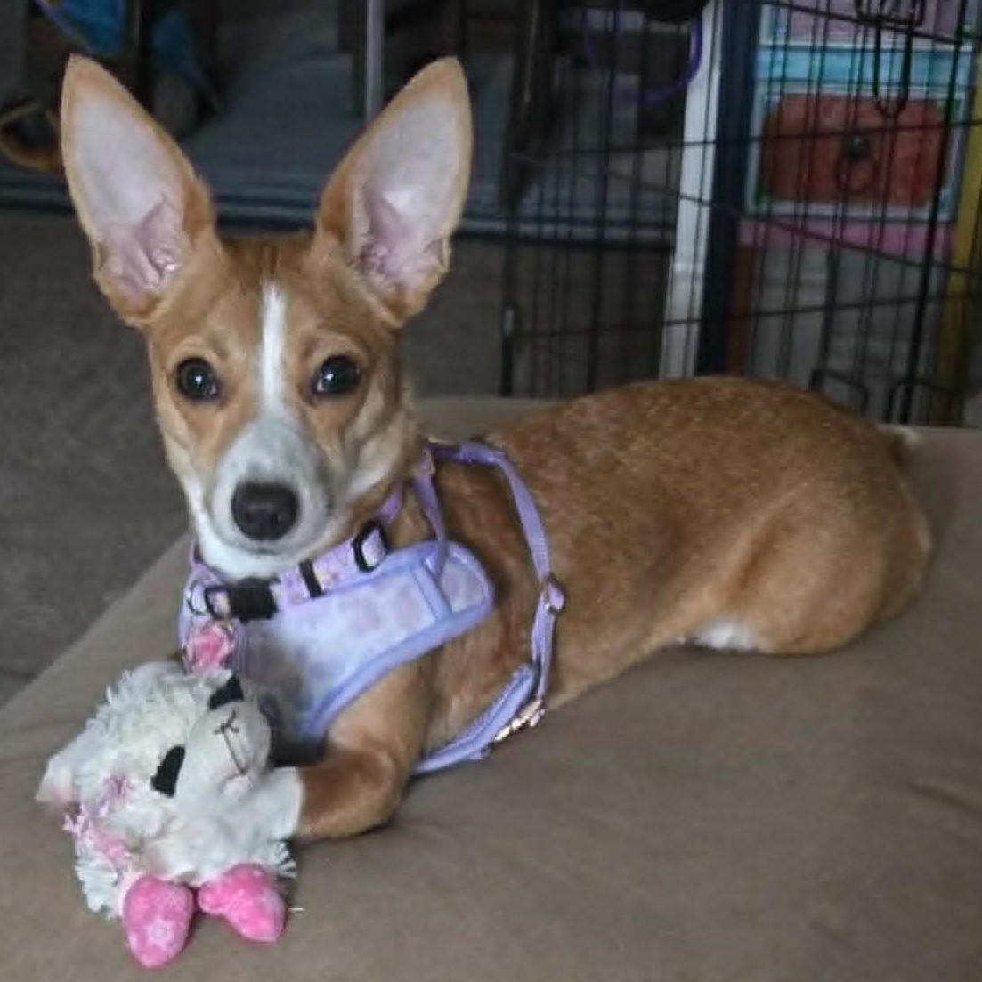 Luna, a ADOPTABLE mixed breed in Cherry Hill, NJ image 1/6