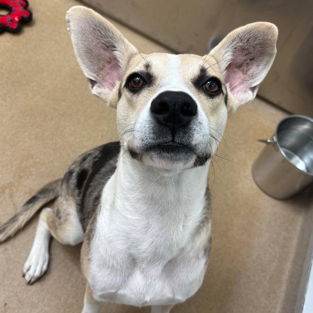 Peppercorn GCH, Adoptable, Young Male Catahoula Leopard Dog.