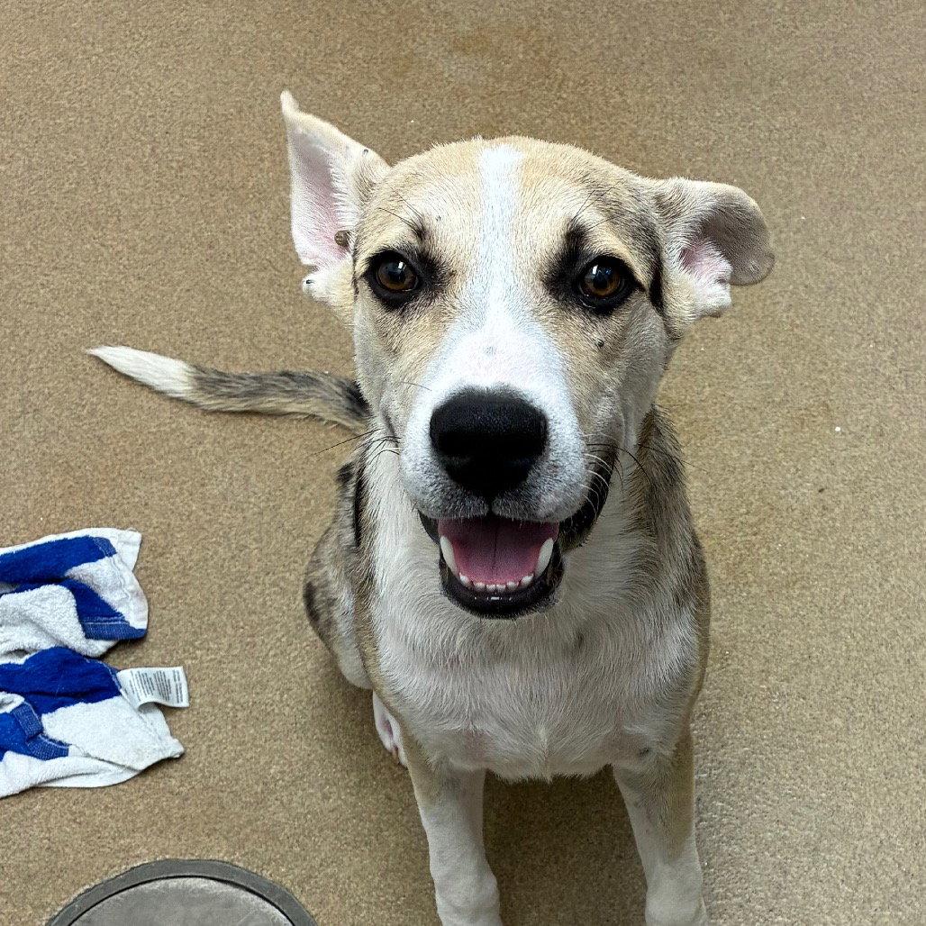 Enlarge Peppercorn GCH, a Adoptable Catahoula Leopard Dog in Rockaway, NJ image 2/2