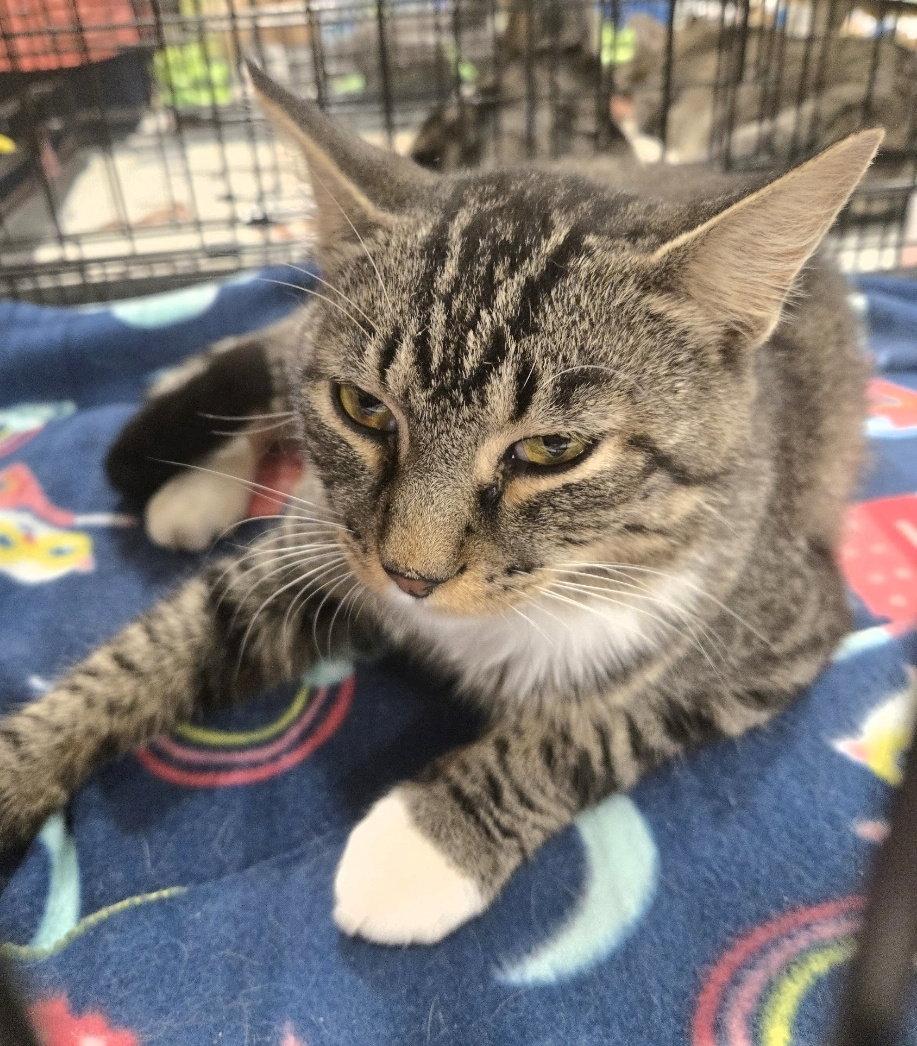 Thor, Adoptable, Adult Male Tabby & Domestic Short Hair.
