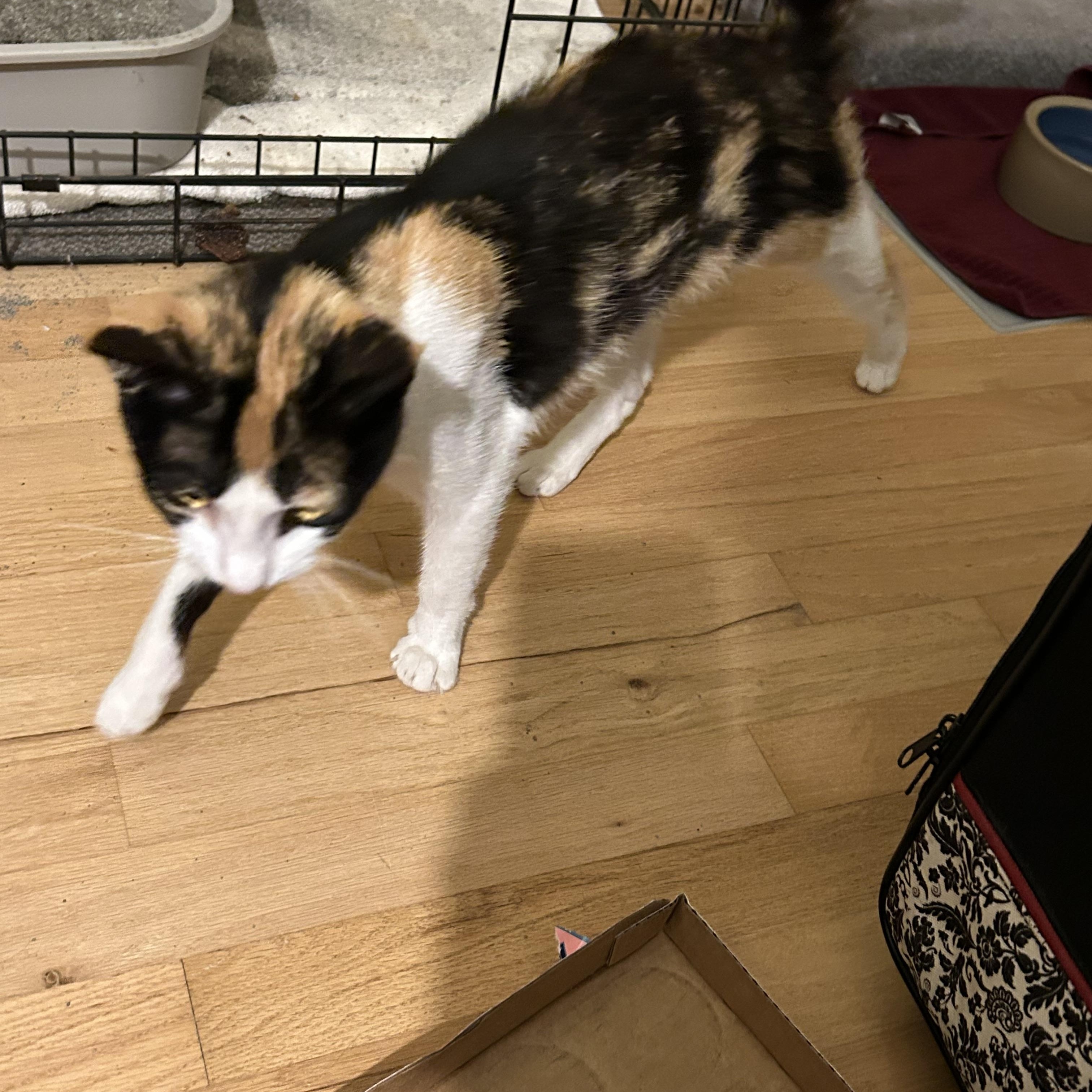 Kiwi, a Adoptable Domestic Short Hair in Farmington Hills, MI image 4/4