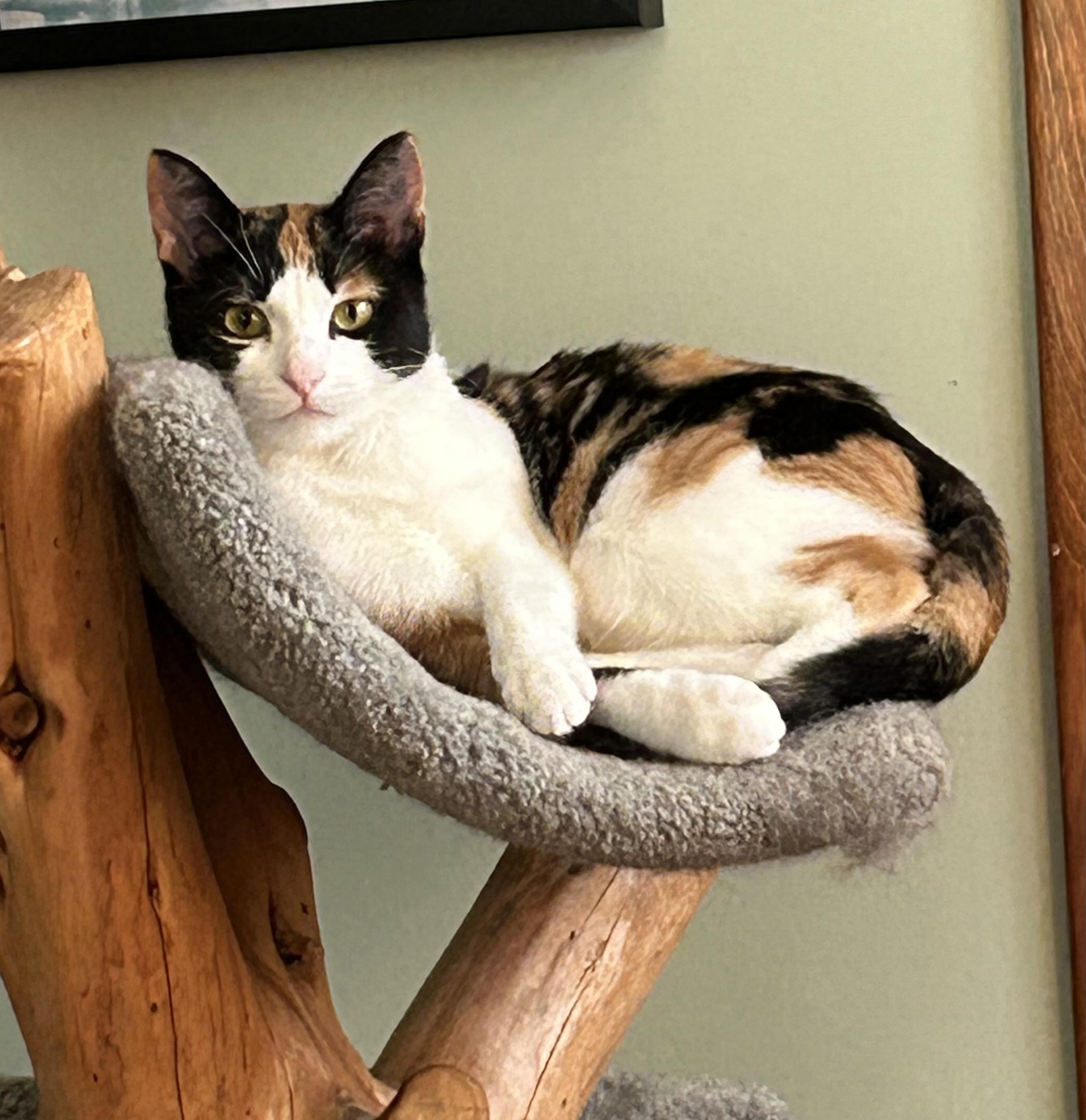 Kiwi, Adoptable, Young Female Domestic Short Hair.