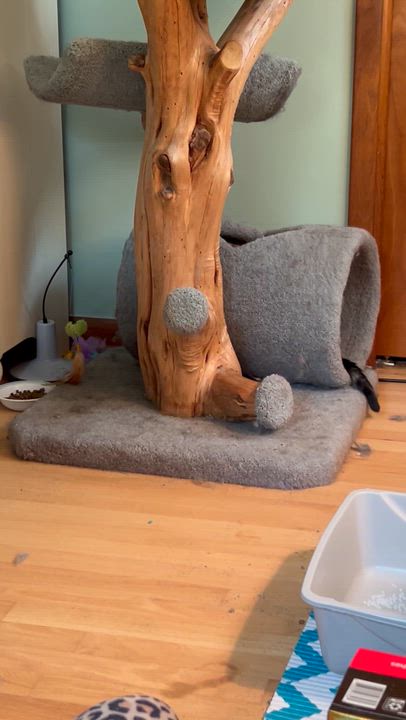 Enlarge Kiwi, a Adoptable Domestic Short Hair in Farmington Hills, MI video 3/4