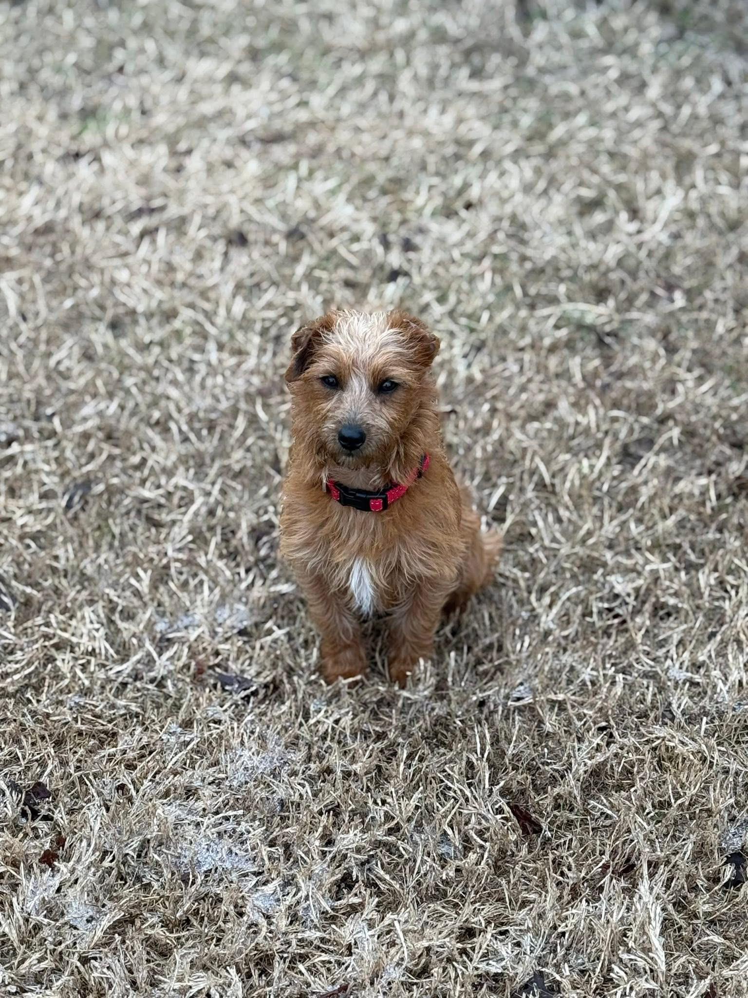 Honey Bunny, an adopted mixed breed in Rowlett, TX image 2/4