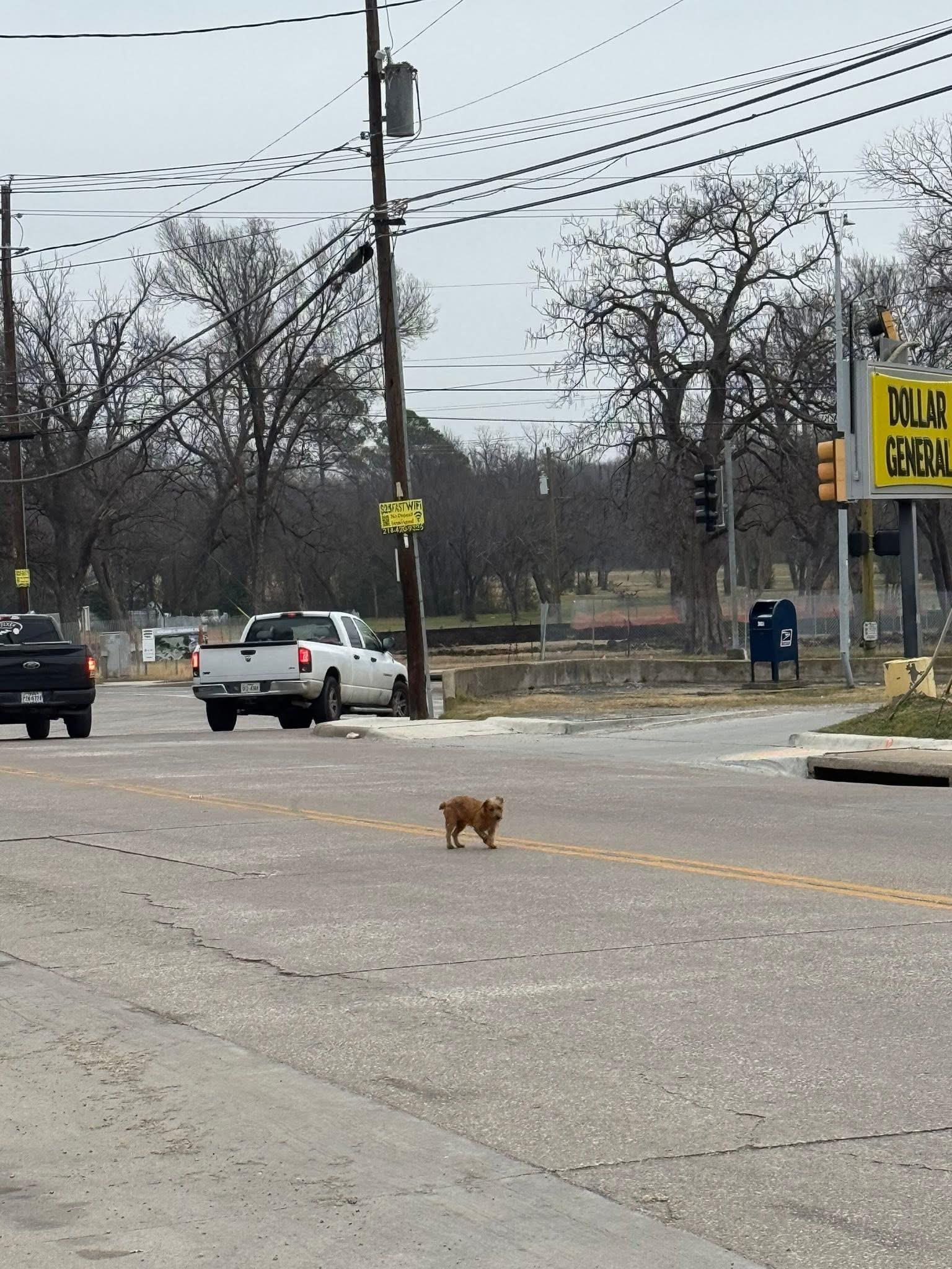 Honey Bunny, an adopted mixed breed in Rowlett, TX image 4/4