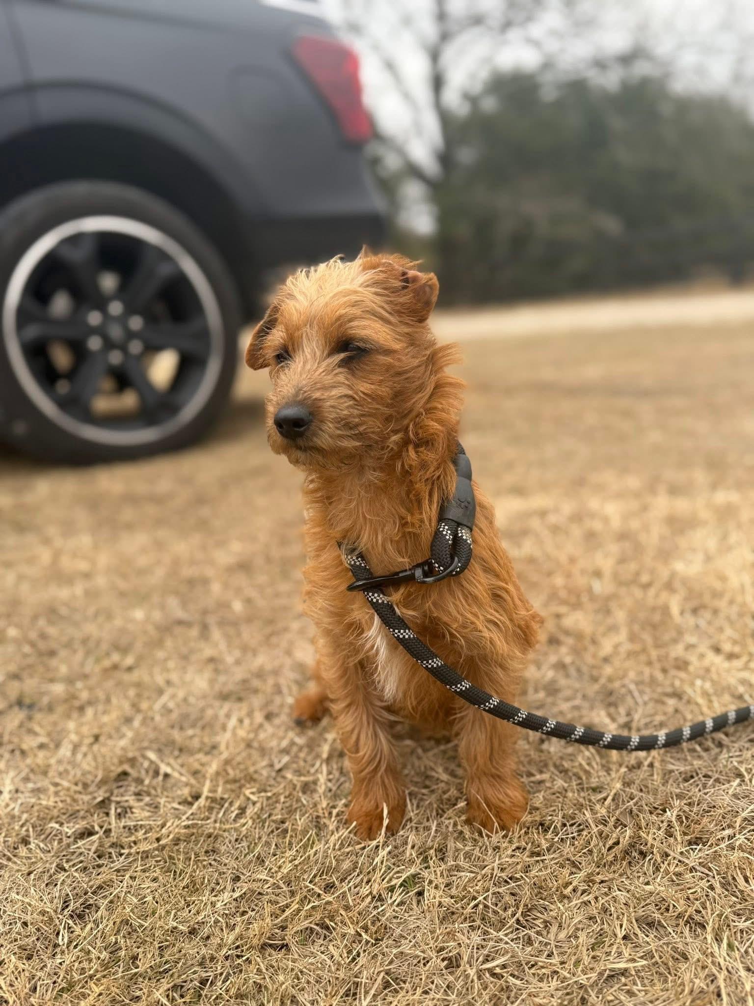 Honey Bunny, an adopted mixed breed in Rowlett, TX image 3/4