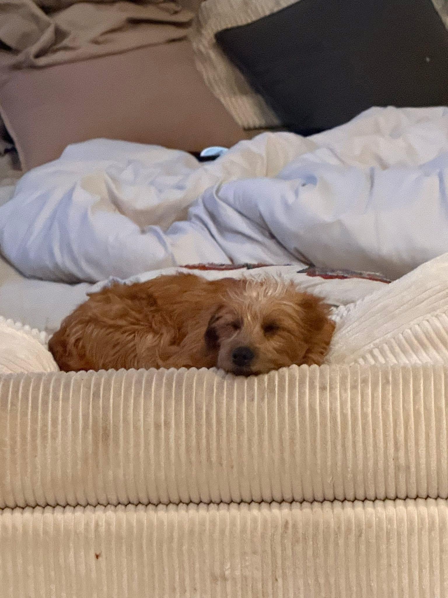 Honey Bunny, adopted, Puppy Female Terrier.