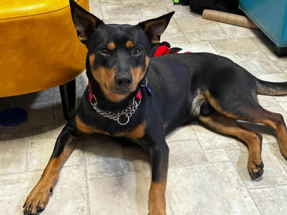 Boomerang, a Adoptable mixed breed in Statesville, NC image 1/6