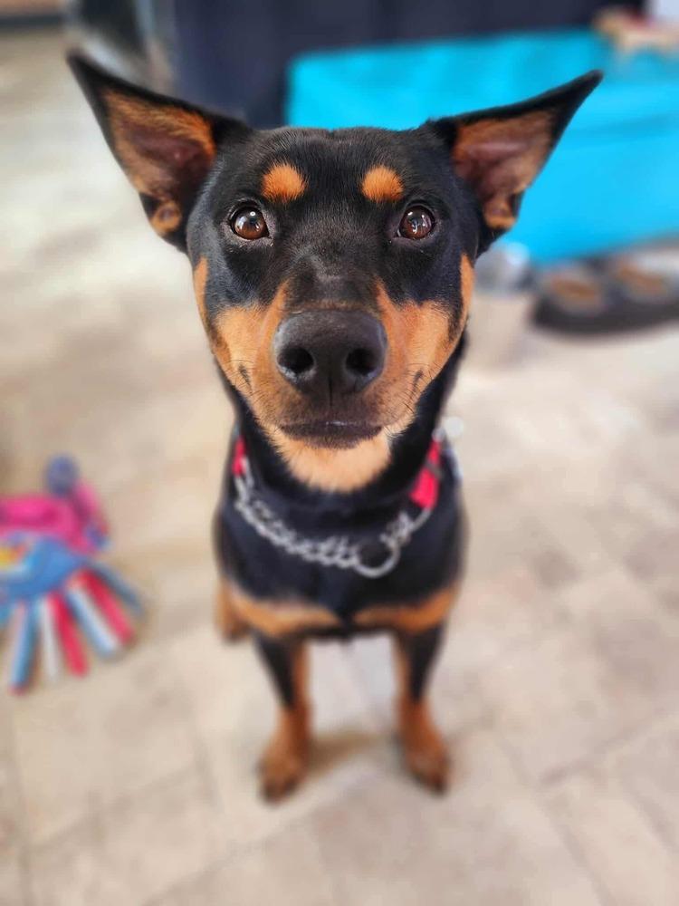 Boomerang, a Adoptable mixed breed in Statesville, NC image 3/6