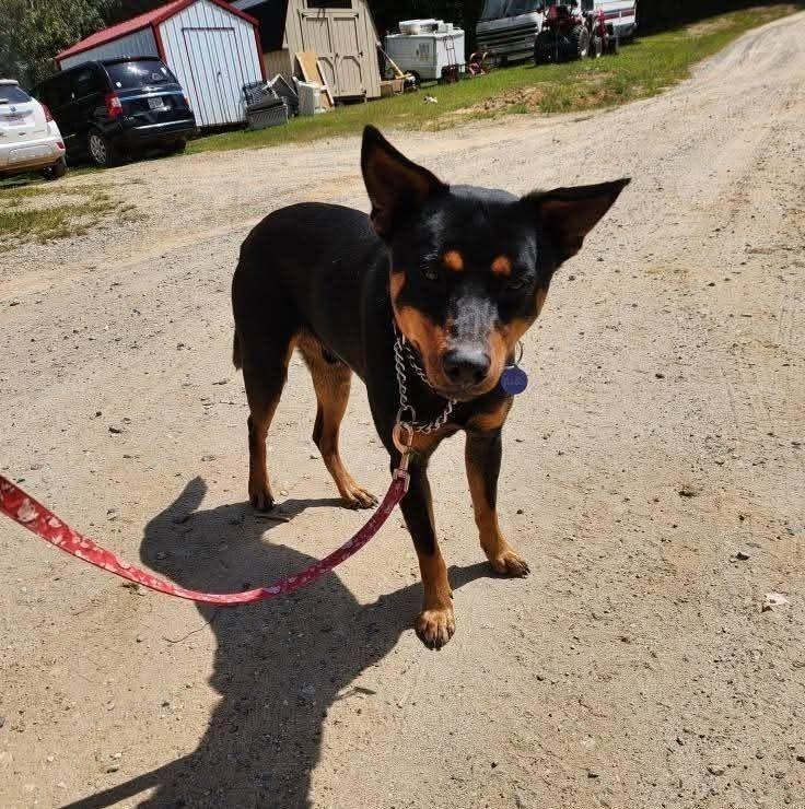 Boomerang, a Adoptable mixed breed in Statesville, NC image 5/6
