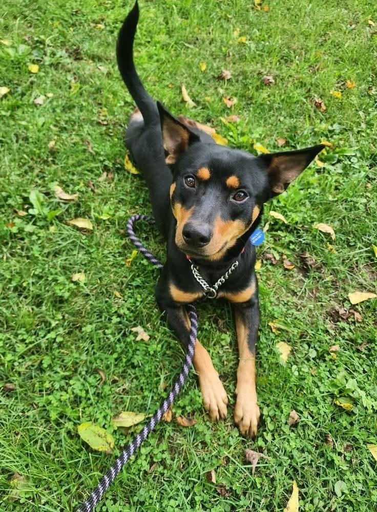 Boomerang, a Adoptable mixed breed in Statesville, NC image 6/6