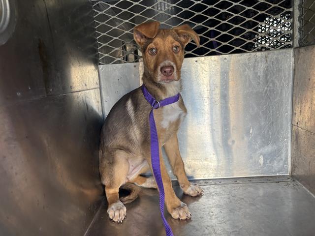 ELLA, Adoptable, Young Female German Shepherd Dog & Mixed Breed.