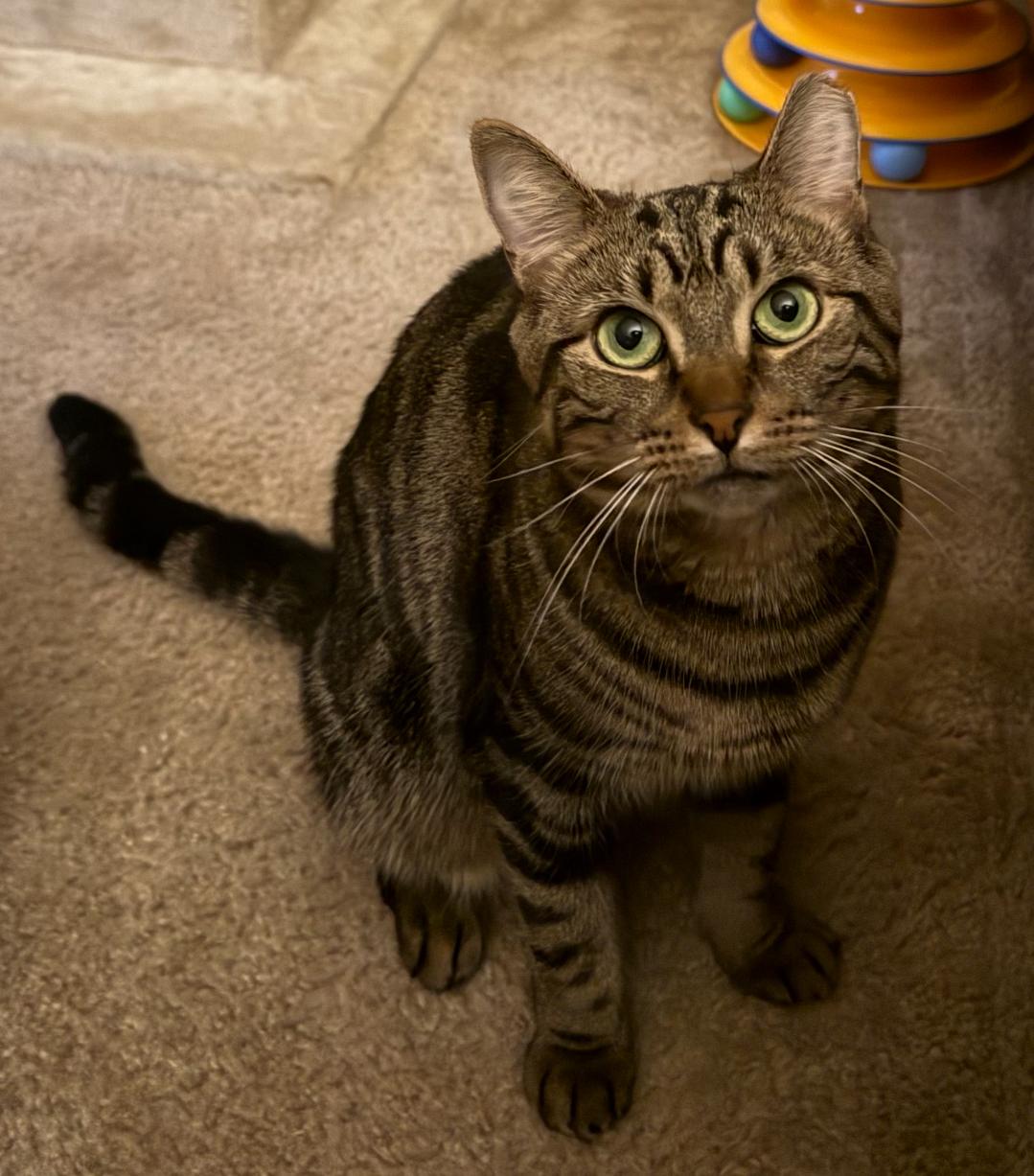 SARA, a Adoptable Domestic Short Hair in Spotswood, NJ image 4/6