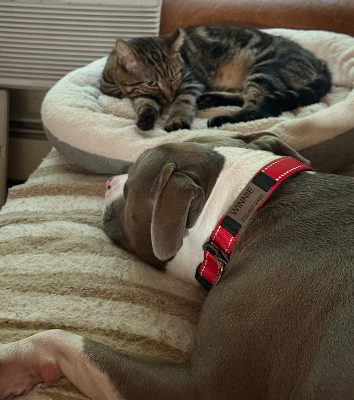 SARA, a Adoptable Domestic Short Hair in Spotswood, NJ image 3/6