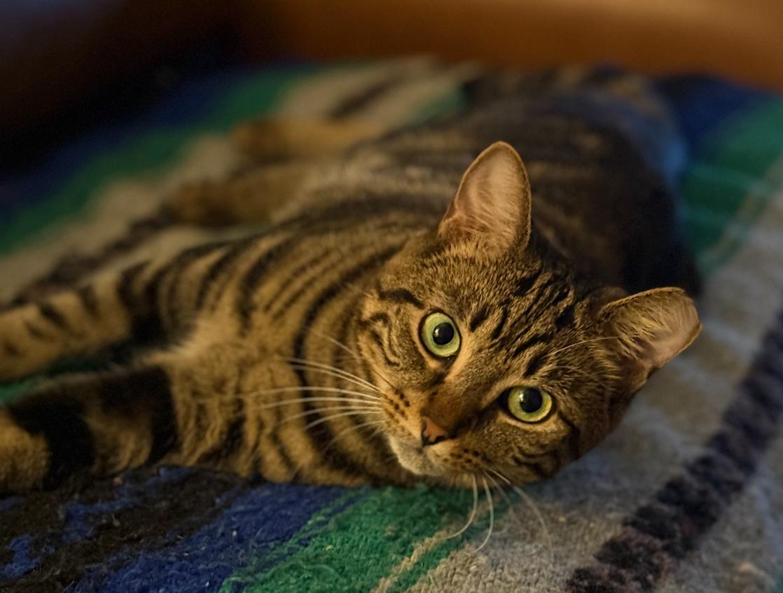 SARA, a Adoptable Domestic Short Hair in Spotswood, NJ image 1/6