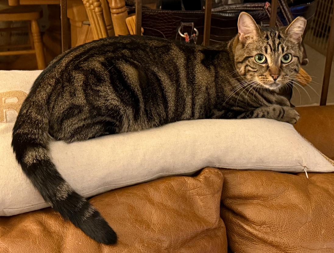 SARA, a Adoptable Domestic Short Hair in Spotswood, NJ image 2/6